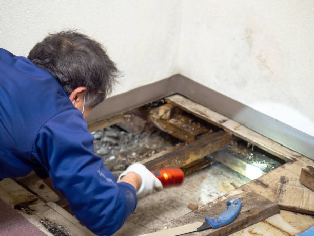 Best Certified Mold Removal  in Garden View, PA