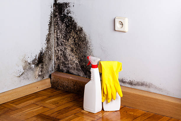 Best Mold Damage Repair  in Garden View, PA