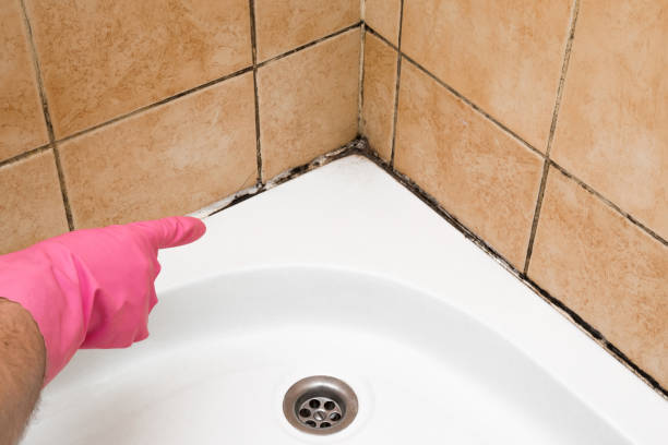 Best Local Mold Removal Service  in Garden View, PA